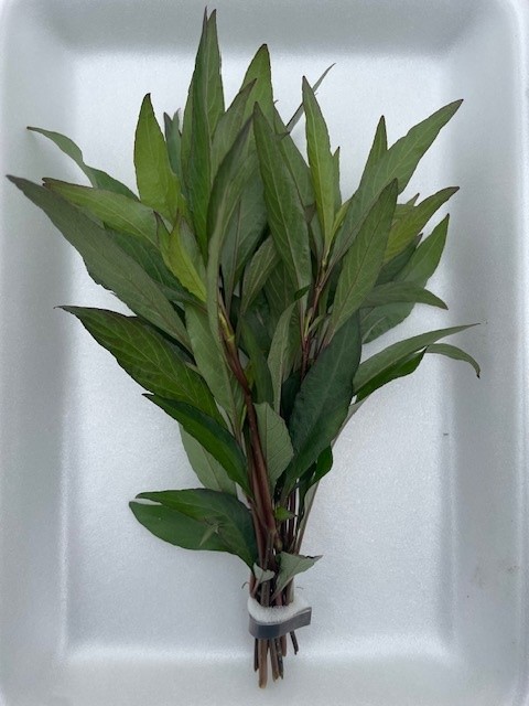 Hygrophila angustifolia