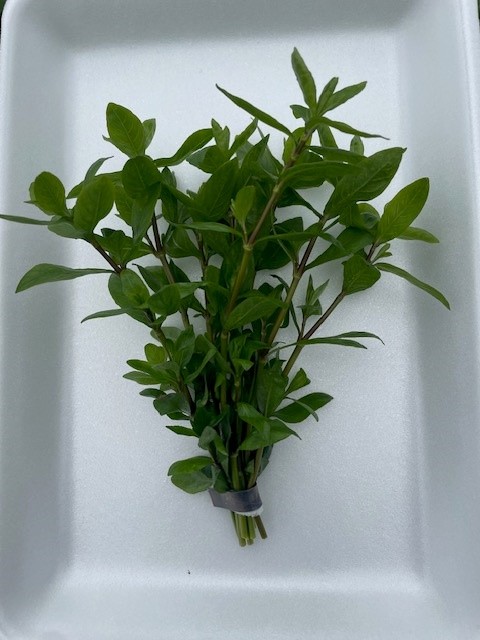 Hygrophila polysperma