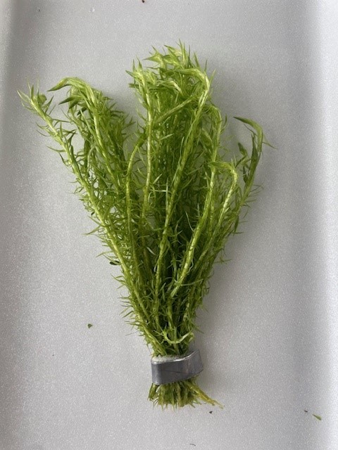 Mayaca fluviatilis *