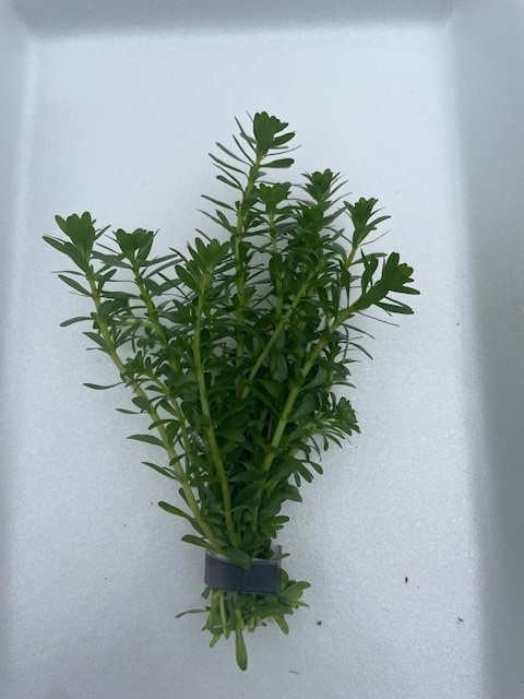 Rotala bossii