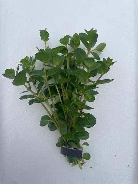 Rotala rotundifolia