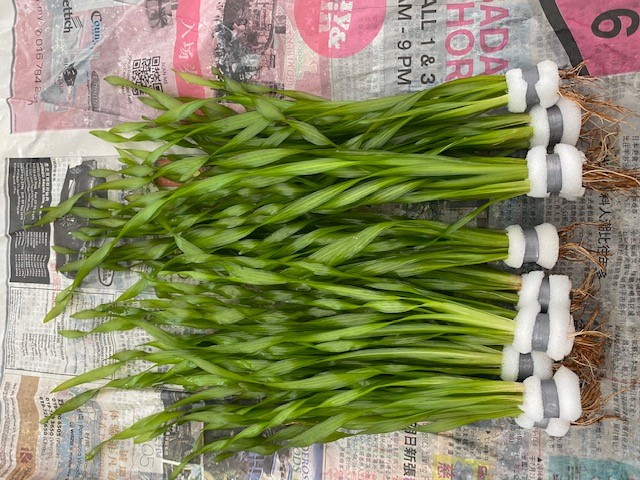 Vallisneria asiatica