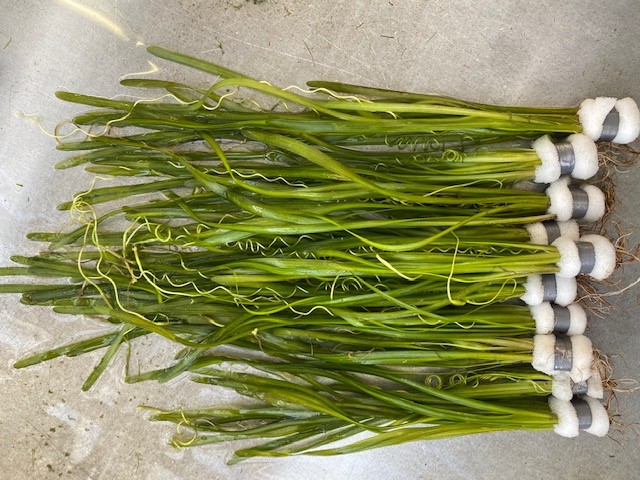 Vallisneria spiralis