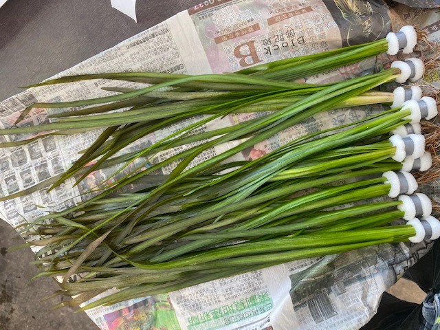 Vallisneria spiralis rood