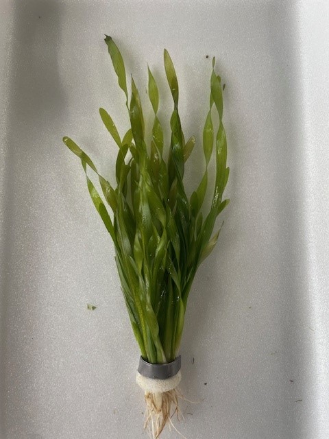 Vallisneria torta