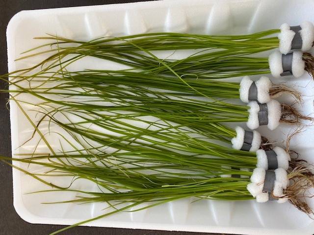 Vallisneria natans