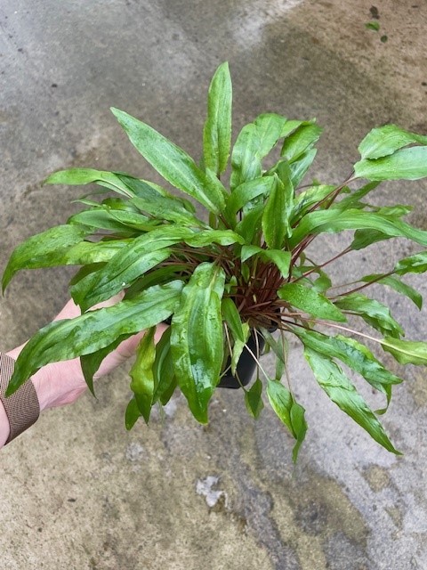Cryptocoryne undulatus
