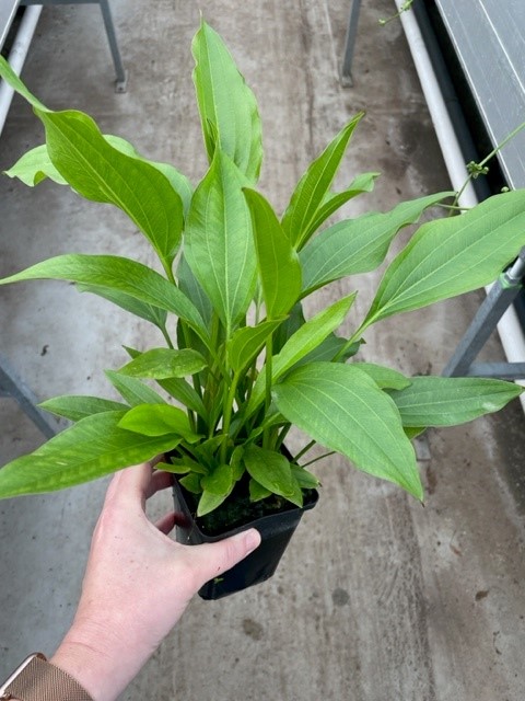 Echinodorus argentinensis