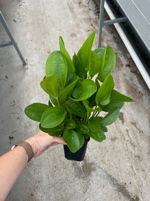Echinodorus harbich