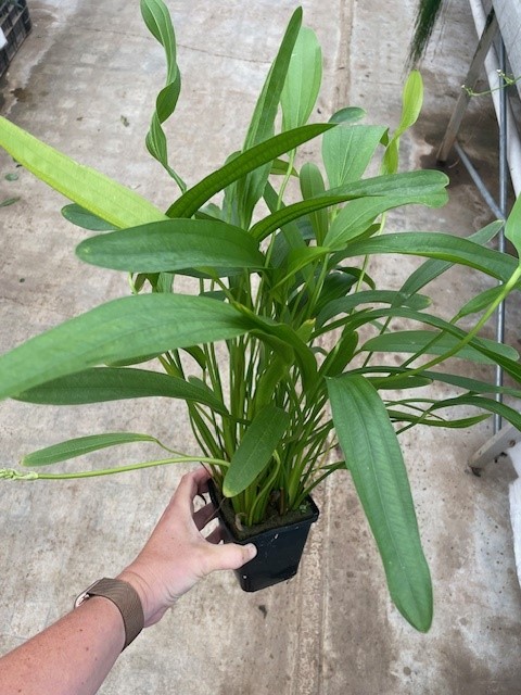 Echinodorus horemani green
