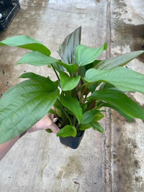 Echinodorus impai