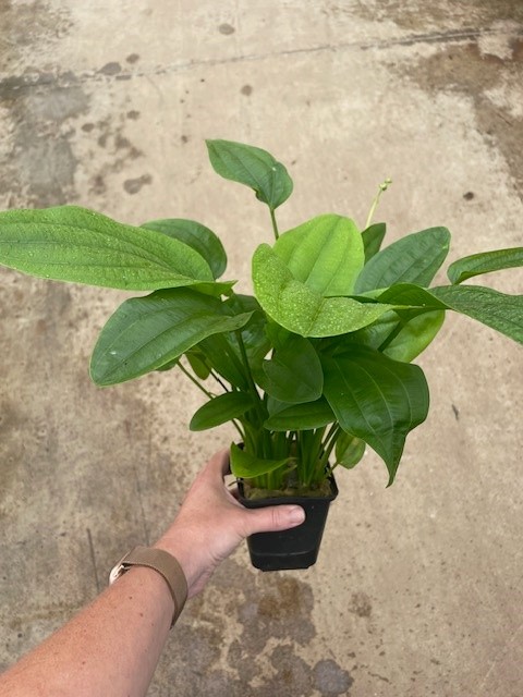 Echinodorus muricatus