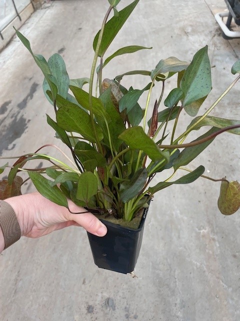 Echinodorus ozelot red