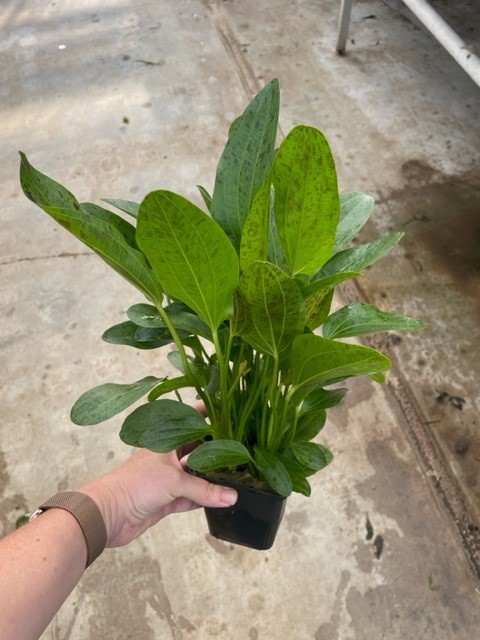 Echinodorus ozelot green