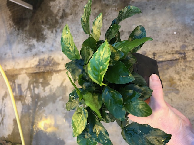 Anubias nana