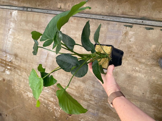 Anubias barteri